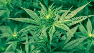 MARIJUANA, de la interzis la accesibil. CÂT COSTĂ un gram de marijuana în țările din Europa şi în statele SUA care au legalizat consumul