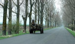 Incident neobişnuit în Buzău! Un căruţaş băut a avariat zece maşini. Bărbatul a ajuns la Psihiatrie