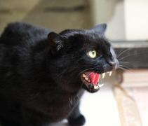 Se caută proprietar pentru o pisică... mai NEOBIŞNUITĂ! Anunţul face ÎNCONJURUL INTERNETULUI