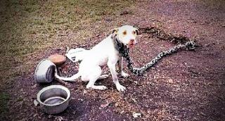 Sfârşit CUMPLIT: O femeie din Sălaj a fost OMORÂTĂ de câinele fiului ei