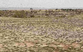 STARE DE URGENŢĂ, declarată în Grecia din cauza unei INVAZII de lăcuste. Oamenii sunt disperaţi (FOTO)