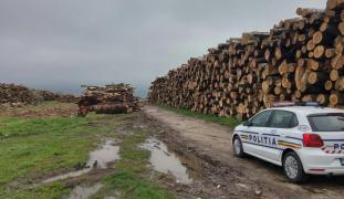 Captură uriaşă! Poliţiştii au confiscat peste 3000 de metri cubi de lemn, în doar două săptămâni