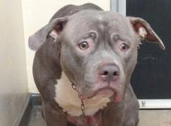 Sfâşietor! Momentul în care o căţeluşă descoperă că a fost abandonată de stăpâni într-un adăpost pentru animale