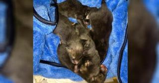 A găsit cinci puiuţi de câine în curtea casei şi se grăbea să le caute stăpân! Răspunsul unui prieten de pe Facebook l-a SPERIAT DE MOARTE! Ce erau, de fapt, "căţeluşii"