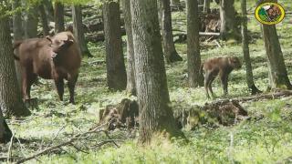 Imagini spectaculoase din pădurile României: primii pași ai unui pui de zimbru născut în libertate