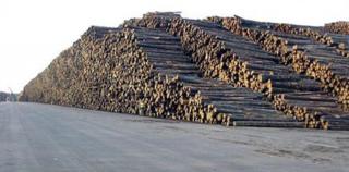 Cantitate URIAȘĂ de lemn, găsită fără avize, în Gorj. Peste O SUTĂ de metri cubi de material lemnos, confiscat de inspectorii Gărzii Forestiere