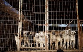 Bunica eroină! O femeie şi-a salvat nepoţica din colţii unei haite de câini. Fetiţa a fost muşcată de faţă şi corp