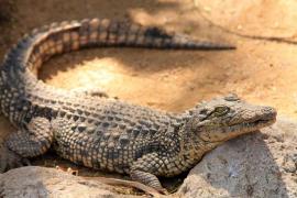 La un pas de TRAGEDIE! Cum a scăpat o fetiţă din fălcile unui ALIGATOR DE DOI METRI şi jumătate!