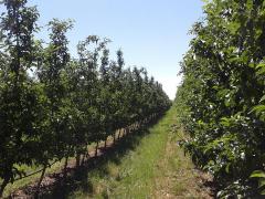 Vremea capricioasă face RAVAGII în agricultură! MII DE HECTARE de culturi pomicole, compromise din cauza temperaturilor scăzute din aprilie