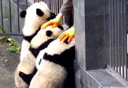 Adorabil: Câţiva ursuleţi panda au fost filmaţi, încercînd să iasă din ţarcul în care sunt ţinuţi