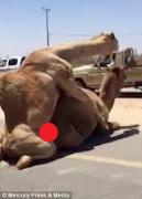 Scene DE COMEDIE în traficul INFERNAL din Dubai! Două cămile au dat frâu liber DORINŢELOR în plină STRADĂ, sub ochii şoferilor care au coborât să asiste la SPECTACOL | VIDEO