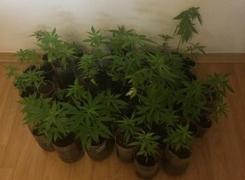Poliţia a destructurat o grupare de traficanţi de droguri din Timiş. Membrii grupării cultivau cannabis, în GHIVECE,  pe BALCON