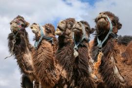 Criza din Golf afectează chiar şi animalele! Arabia Saudită a extrădat mii de... cămile din Qatar. Animalele au fost blocate zile întregi la graniţă