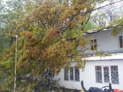 Panică la Râmnicu Sărat! Un copac uriaş s-a prăbuşit peste un centru şcolar