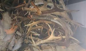 IMAGINI INCREDIBILE! Un cetăţean străin a încercat să scoată din ţară 680 de COARNE DE CERB. Poliţiştii au fost şocaţi