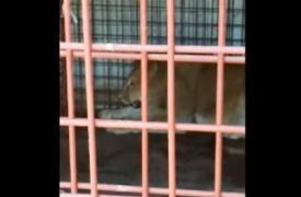 Un bărbat de lângă Titu a crescut DOI LEI în spatele casei! Fiarele erau animale de companie (VIDEO)