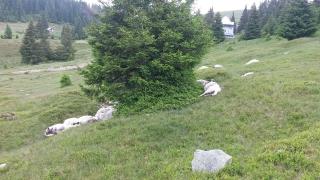 O turmă de oi a fost decimată de fulgere, pe muntele Cuntu, în Caraş-Severin! Cadavrele animalelor sunt încă pe versanţi