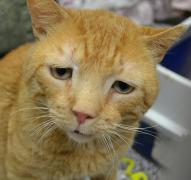 Cea mai tristă pisică din lume A ZÂMBIT pentru prima oară şi este MEMORABIL! Trebuie să vezi asta