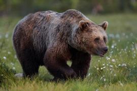 Alertă în Mureș! Vânători, jandarmi, pădurari şi poliţişti au fost mobilizaţi pentru capturarea unui urs rănit!