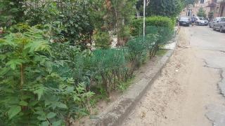 Noaptea minţii la Arad! Tufe uscate, date cu vopsea verde în centrul oraşului. Doar că au greşit nuanţa ... (GALERIE FOTO)