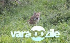 Imagini spectaculoase din România sălbatică. Două exemplare de animale foarte rare, eliberate în pădurile din Munţii Vrancei! #100 de ziledevară