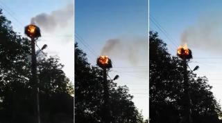 Incendiu groaznic la un cuib de berze din Maramureș. Barza și bărzoiul au pierit carbonizați, încercând să-și salveze cei 4 pui. Oamenii au privit neputincioși (VIDEO)