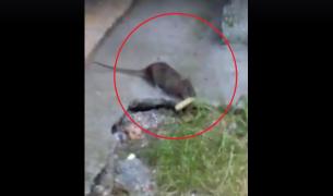 Imagini TERIFIANTE în curtea spitalului de pediatrie din Deva. Un şobolan URIAŞ îşi face provizii, nestingherit de nimeni (VIDEO)