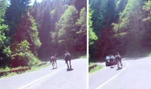 VIDEO şocant pe Transfăgărăşan! Un cal a fost la un pas de a produce o tragedie