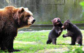 Alertă la Cheia! O ursoaică cu pui şi-a făcut apariţia pe străzile din staţiune. Animalul a atacat curţile localnicilor