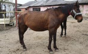 COPIL de TREI ANI în STARE GRAVĂ, după ce a fost lovit NĂPRASNIC, de un CAL