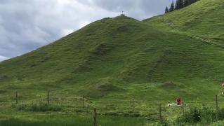 O femeie de 70 de ani care a traversat o păşune a fost ucisă, după un atac sălbatic al unei cirezi de vaci