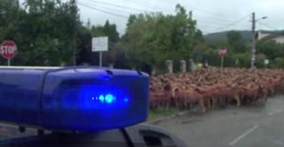 Ciobanii care şi-au adus turmele de oi pe străzile din Curtea de Argeş au fost amendaţi de poliţişti