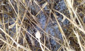 Dezastru în Buzău! Grindina a făcut ravagii şi a distrus peste 5.000 de hectare de culturi de grâu şi porumb