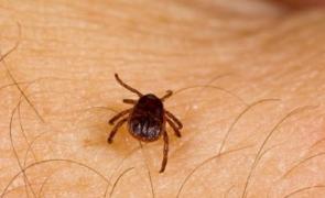 Alertă în Argeş: 22 de oameni au fost diagnosticaţi cu boala Lyme, provocată de căpuşe. Mulţi sunt copii