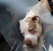 SCANDAL uriaş în POLIŢIE, după ce un agent a pătruns în curtea casei unei familii şi A ÎMPUŞCAT DOI CÂINI! Totul a fost FILMAT!