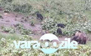 Imagini SPECTACULOASE surprinse în inima munţilor! Reacția unui urs morocănos la întâlnirea cu o turmă de mistreți