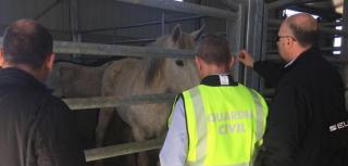 NOI DETALII în scandalul preparatelor din carne de cal de la animale bolnave, în care a fost vizată şi România. Peste 60 de persoane inculpate în Spania