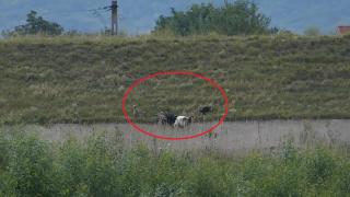 Bacăul, sub TEROAREA unei haite de CÂINI UCIGAȘI. Imagini groaznice cu "cel mai bun prieten al omului" (VIDEO)