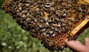 UCIS DE ALBINE! Doi fraţi au fost atacaţi de sute de albine, în Iaşi. Unul dintre ei a murit, celălalt e în stare critică