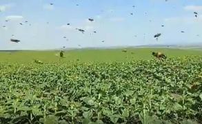 AU TURBAT ALBINELE! IMAGINI EXCLUSIVE cu roiul care a făcut mai multe victime, în Iaşi! VIDEO