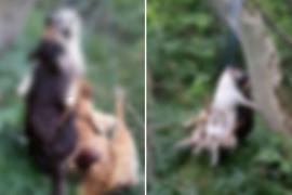 Imagini ȘOCANTE. Anchetă, după ce TREI câini au fost găsiți SPÂNZURAȚI împreună, la marginea unei păduri din Vâlcea (VIDEO)