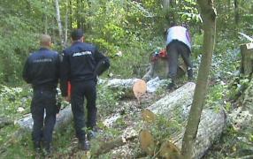 Scene incredibile în Argeş: Doi jandarmi care patrulau într-o pădure au fost agresaţi de romi aflaţi la furat de lemne