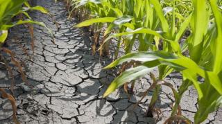 Alertă la Arad: Judeţul ar putea fi declarat calamitat din cauza secetei. Cele mai multe culturi de primăvară sunt compromise