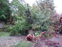 FURTUNA a făcut ravagii în Galaţi! Zeci de copaci au fost SMULȘI din rădăcină. Mai mulţi oameni au ajuns la spital. Un copac a căzut peste un bărbat de 39 de ani (VIDEO)