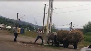 Imagini CUMPLITE la Bacău. Căluţ legat de stâlp şi desfiinţat cu bătaia de doi bărbaţi, care îl lovesc cu parul (VIDEO)