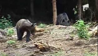 Cioban ATACAT de urs, la o stână, în Vrancea! Care este acum starea victimei