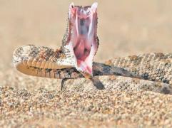 Persoană MUŞCATA de viperă, la Alba, în Munţii Sebeşului!