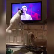 Reacţia care a stârnit HOHOTE DE RÂS în toată lumea! Ce fac doi căţeluşi atunci când îşi văd stăpâna la televizor! | VIDEO