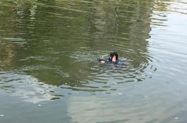 UPDATE Doi adolescenți AU MURIT ÎNECAȚI în apele râului Mureș. Pompierii i-au căutat mai multe ore. Alţi trei copii care se aflau cu ei, duşi la spital