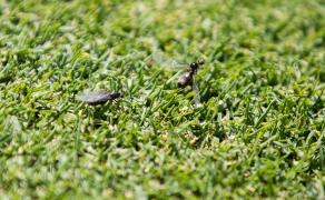 Jucătorii de tenis şi spectatorii de la Wimbledon, terorizaţi de furnici zburătoare: "Mă loveau în faţă când încercam să lovesc mingea. Erau peste tot"